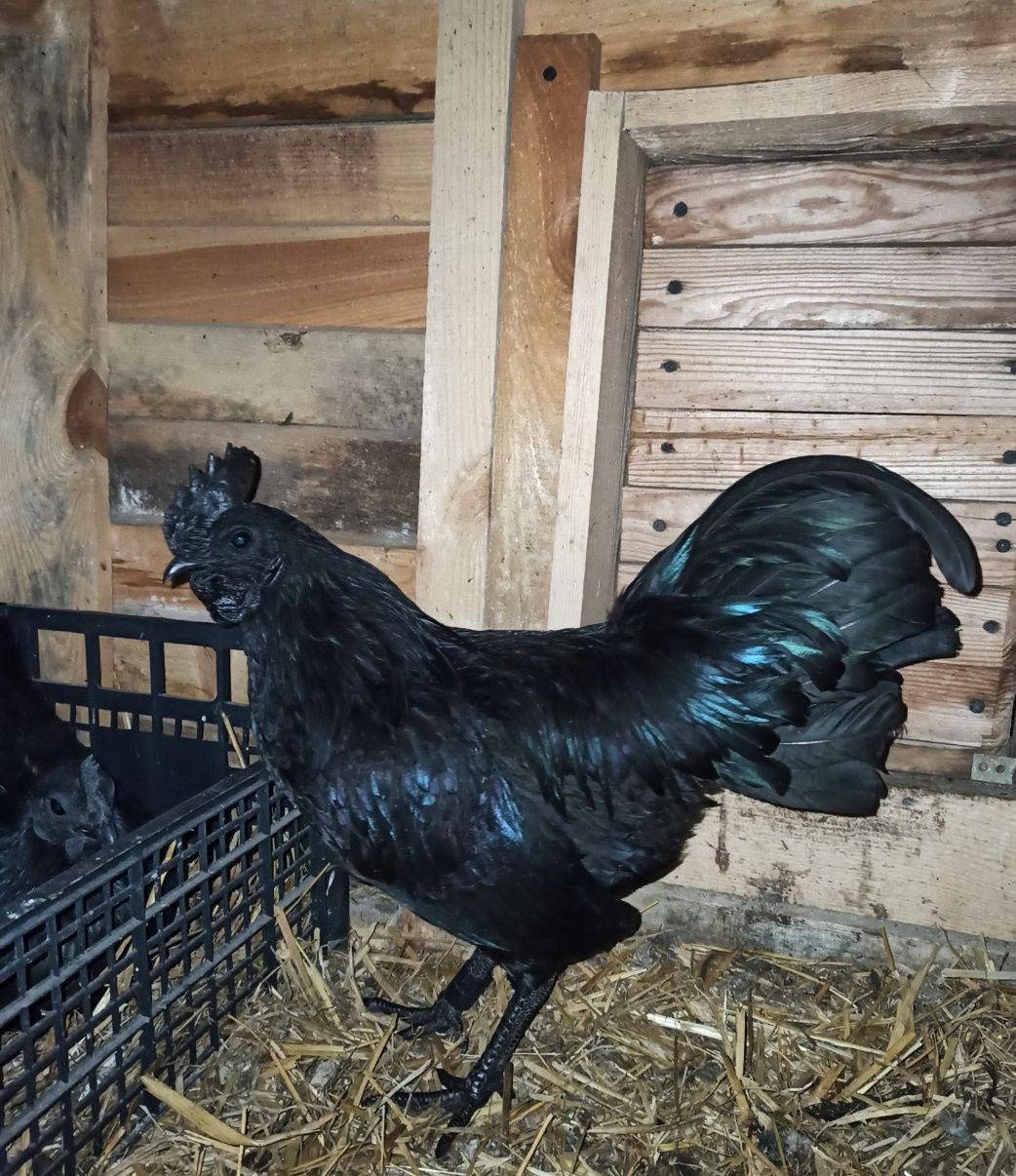 Kogut Ayam Cemani