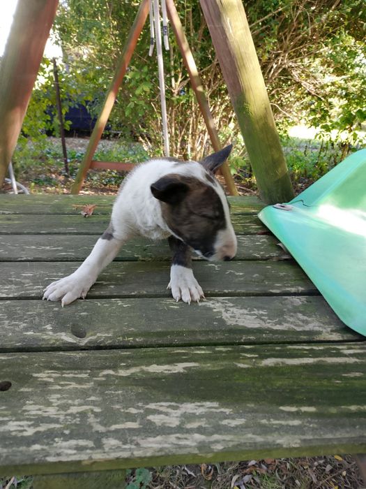 Bulterier standart szczeniak chłopak
