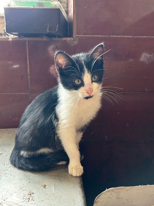 Oddam kotki w dobre ręce