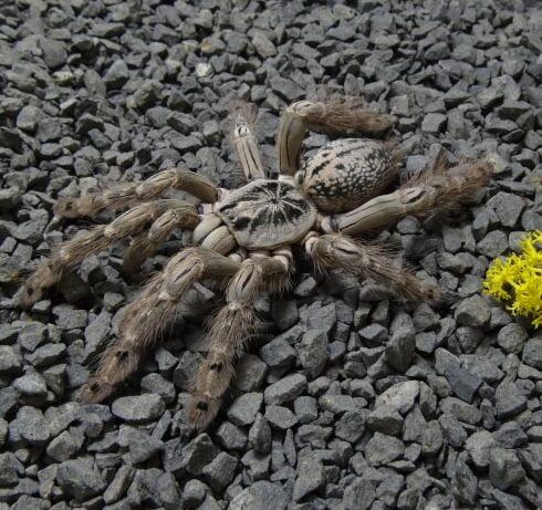 Maculata Samica 2.5dc