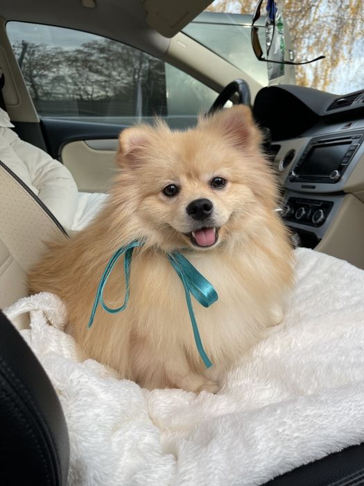 Ексклюзивні хлопчики Померанські шпіци з ідеальним характером