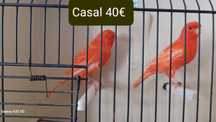 Casais de Canários