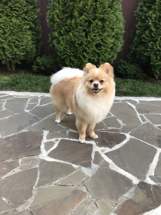 Ищем невесту , здоровый , ухоженый