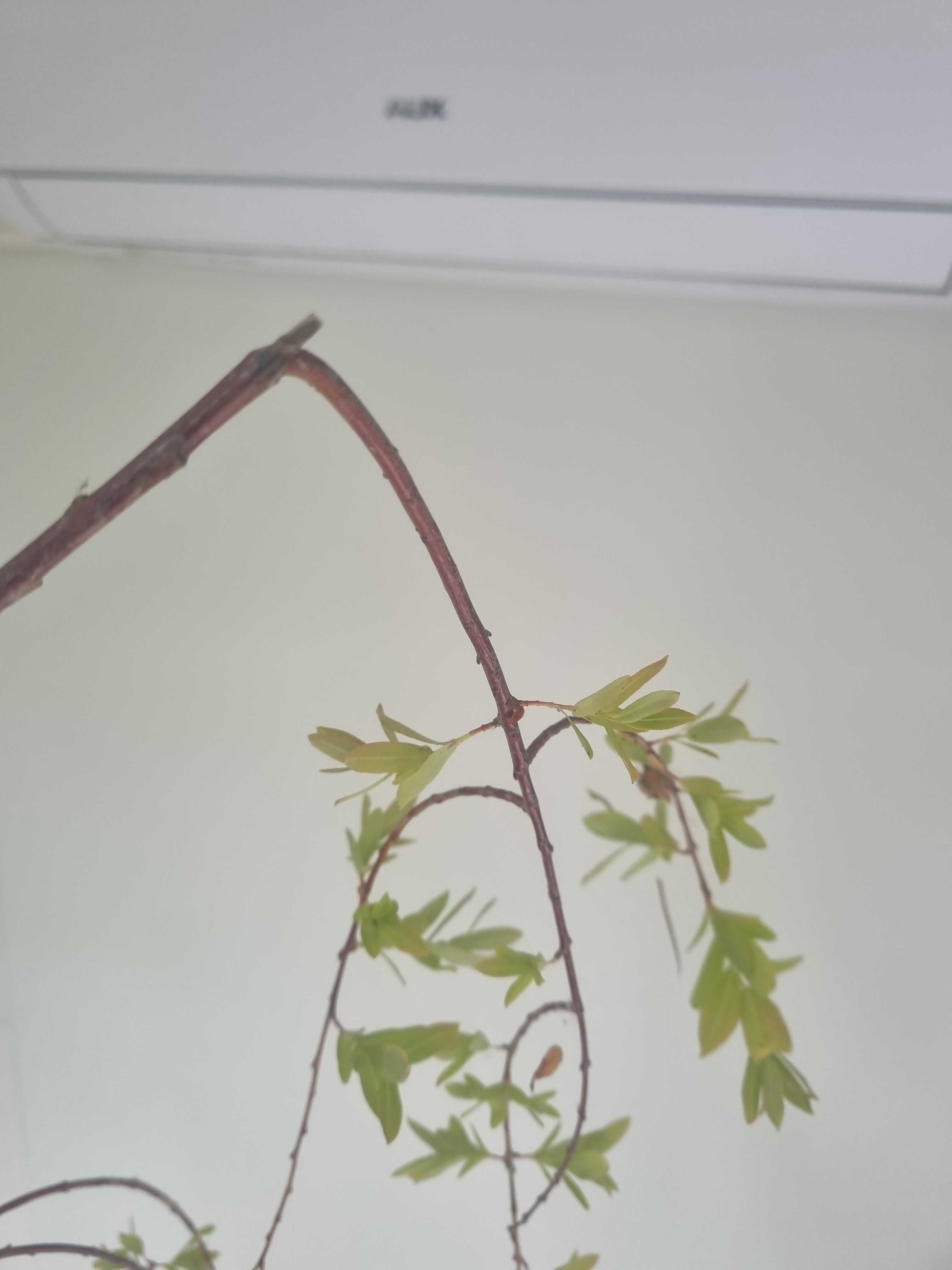 Wierzba Integra Pendula – Płacząca Forma, Wys. 180 cm, Doniczka 10L