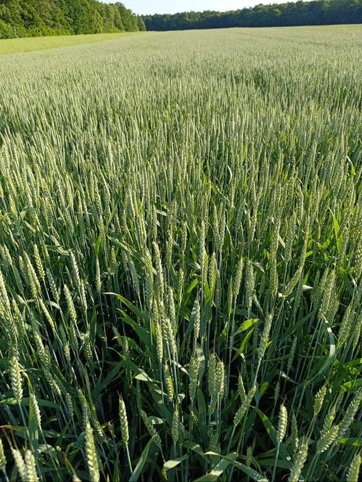 Pszenica  Ozima Patras