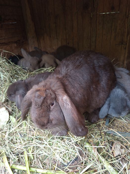 Królik baran francuski