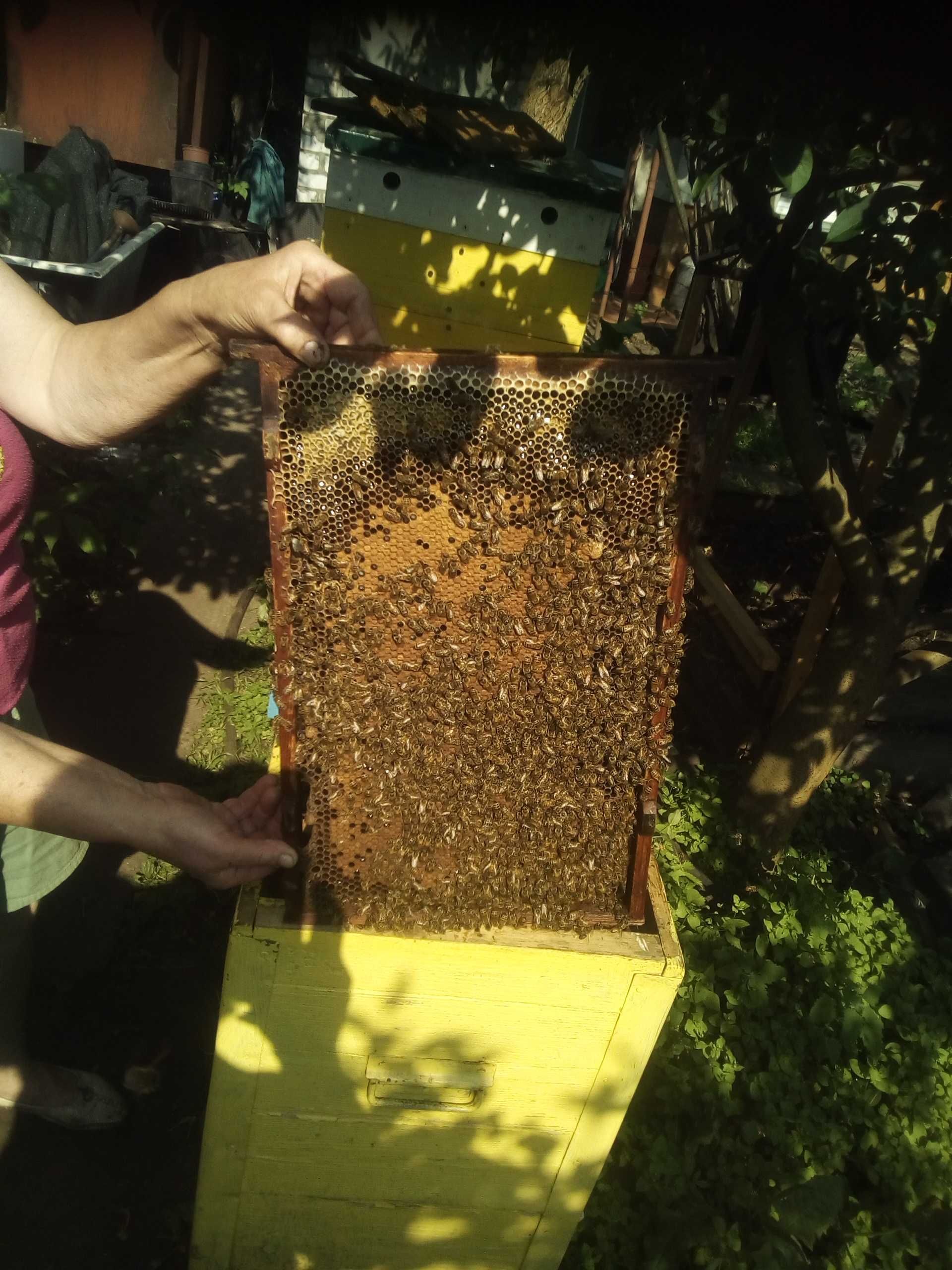 Бджолосім'ї .Бджоли .Відводки .Отводки. Пчелосемьи На украінську рамку