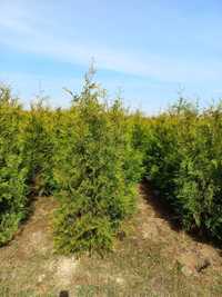 Thuja Brabant 180-200cm ( nie smaragd szmaragd )