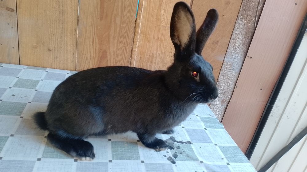 Samica mieszaniec zakocona wykot 07.12.25