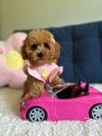 Śliczna Suczka Maltipoo!