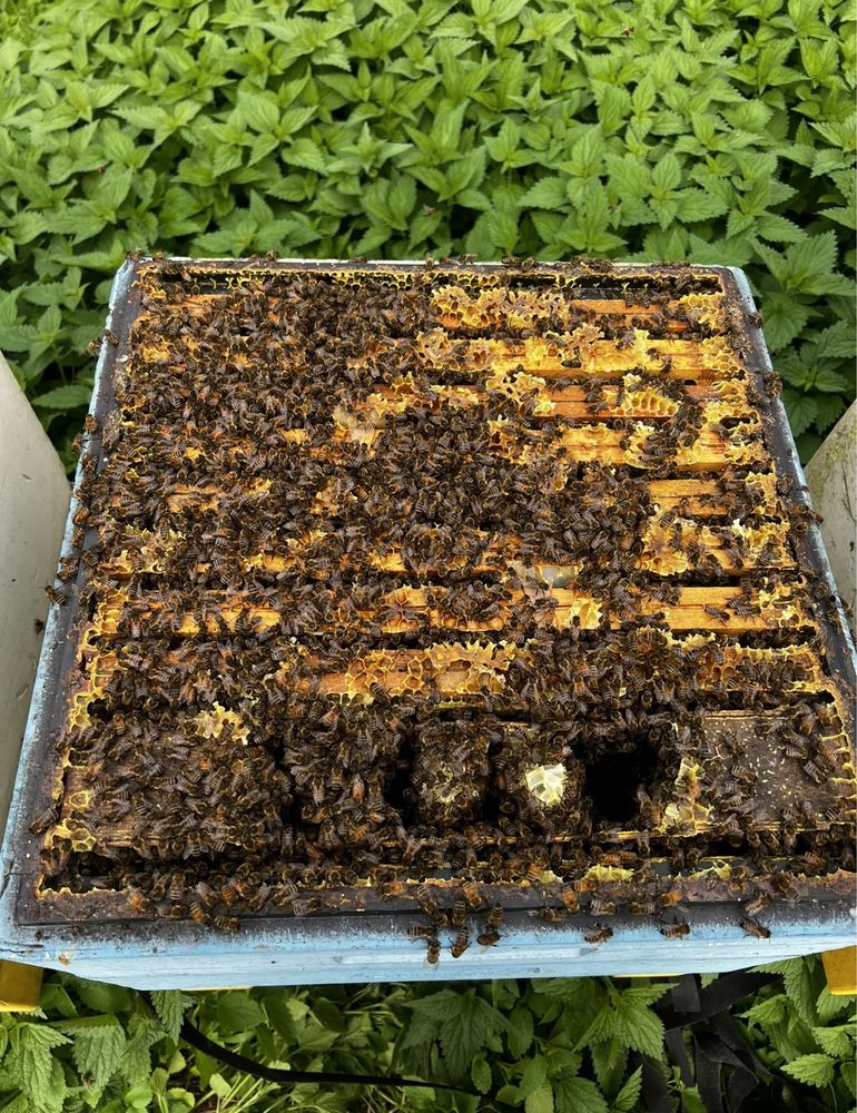 Miód pszczeli, odkłady pszczele,ule,pszczoły,pasieka