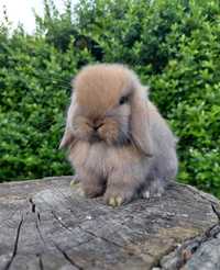 Mini lop karzełek Teddy hodowla zarejestrowana