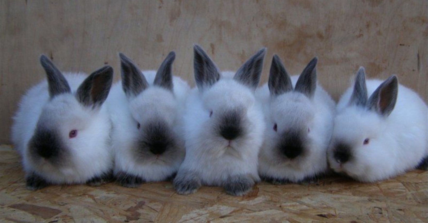 Кролі,  кроликі, кролики, крольчата, Каліфорнія, каліфорнійці.і