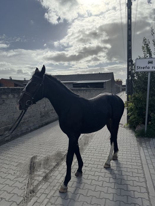 Ogierek skarogniady połtora roczny śląski
