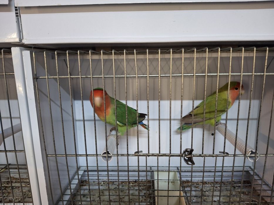 Vendo casal de agapornis long