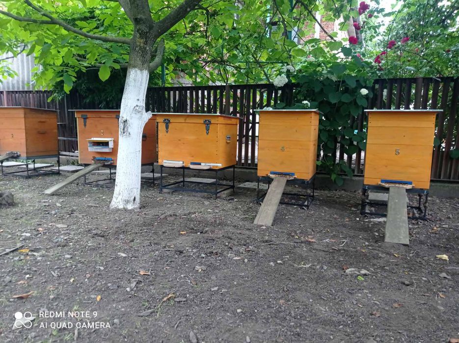 Продаю бджолопакети,  Вулики ( або бджолосімї ) Карніка.