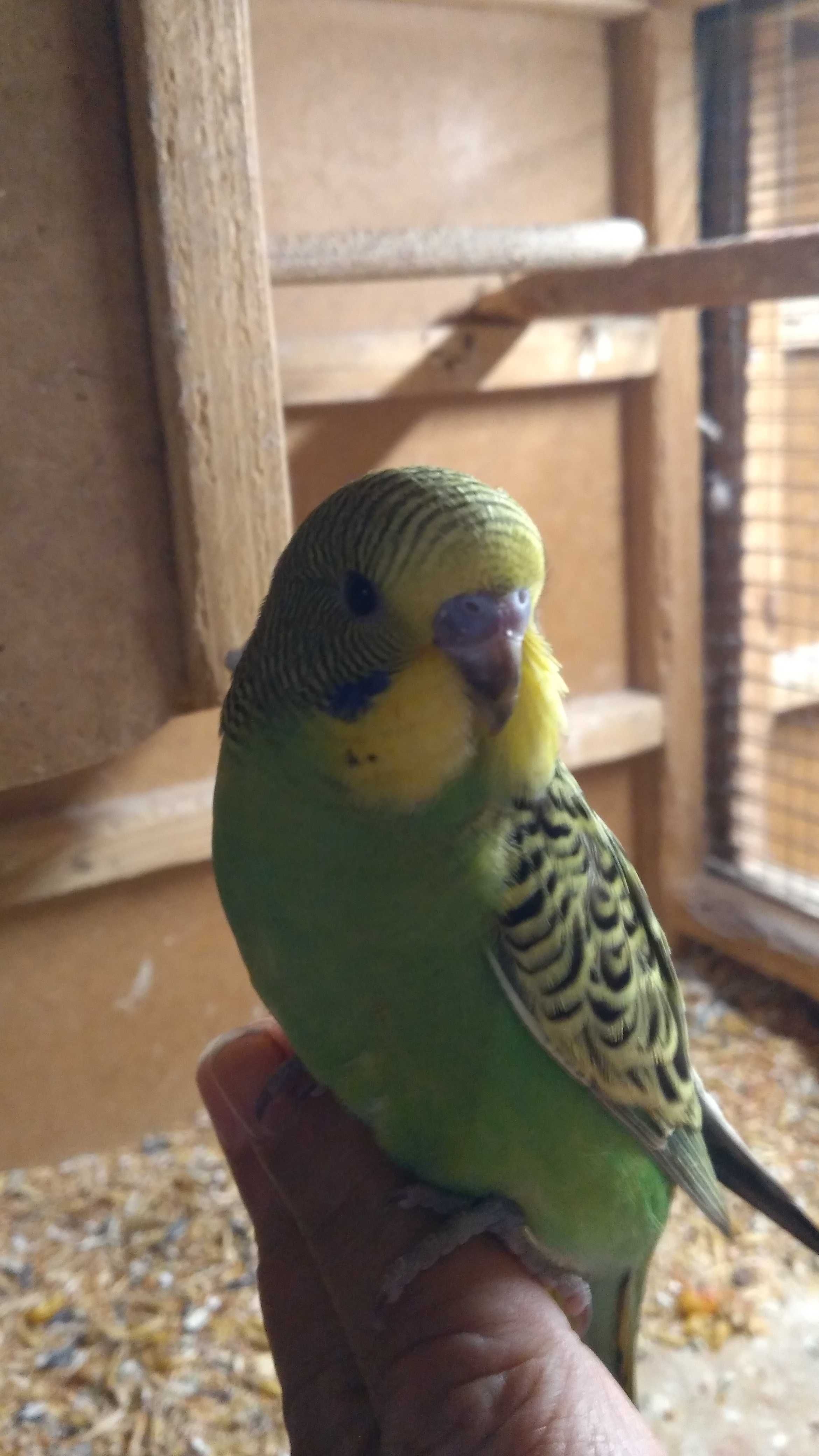 Зеленый ручной птенец волнистый попугай ( только из гнезда )