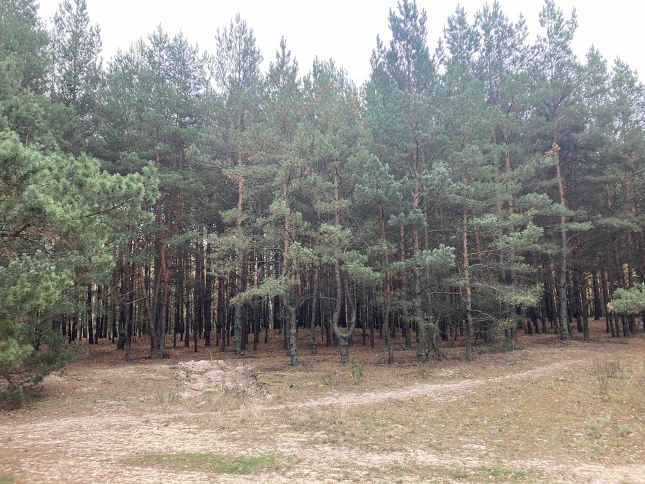 Продам земельну ділянку в с. Пірнове