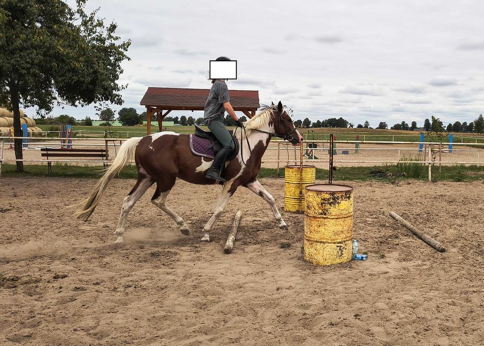 3.5 letni srokaty wałach
