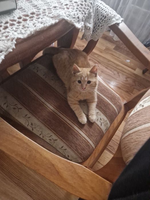 Koty samce wiek ok 3mce