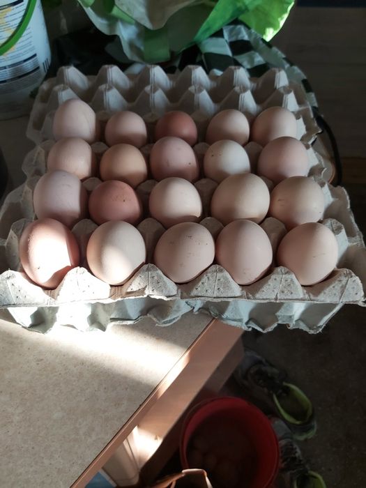 Sprzedam wiejskie jajka jaja