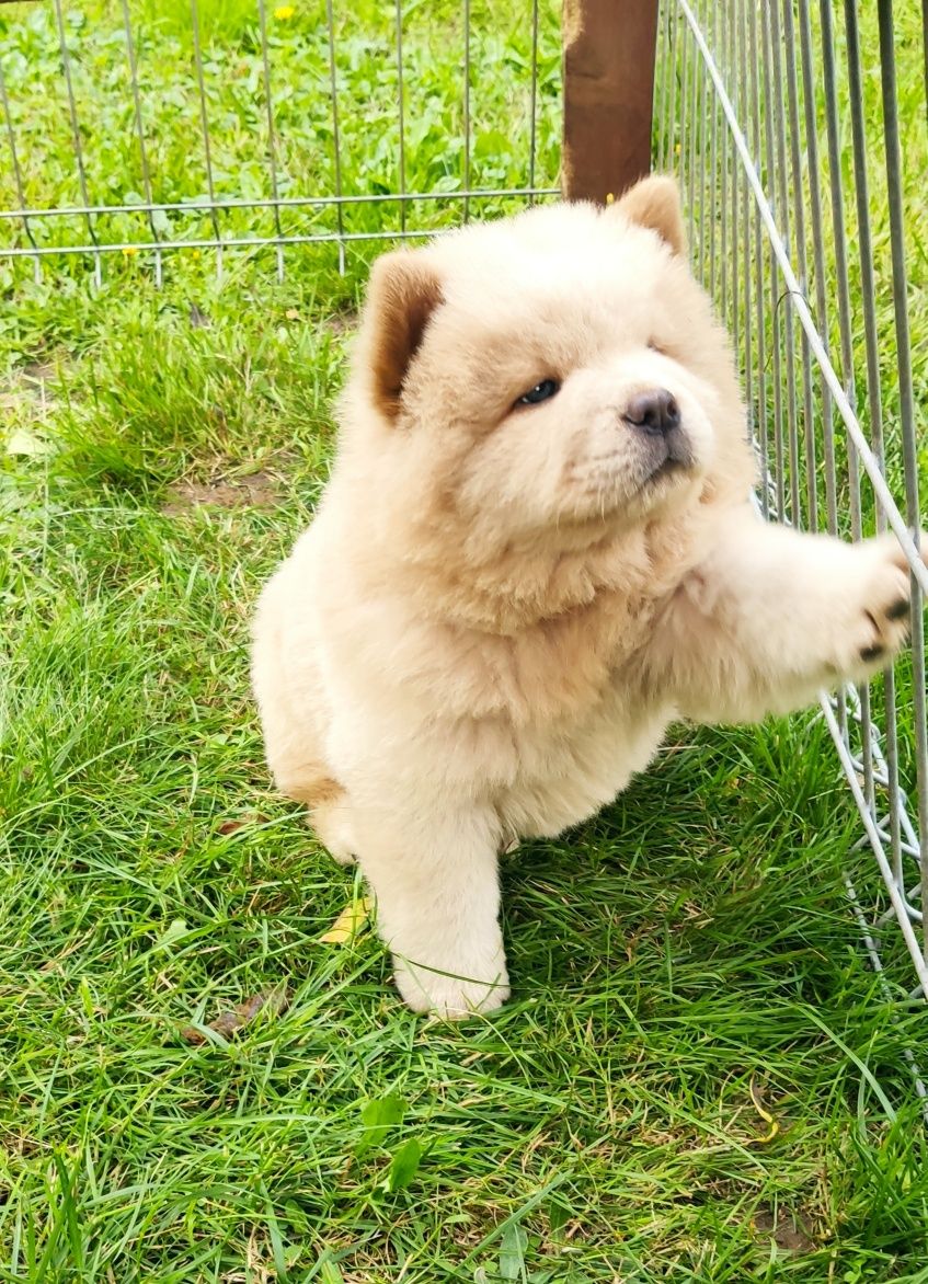 Chow chow szczeniak