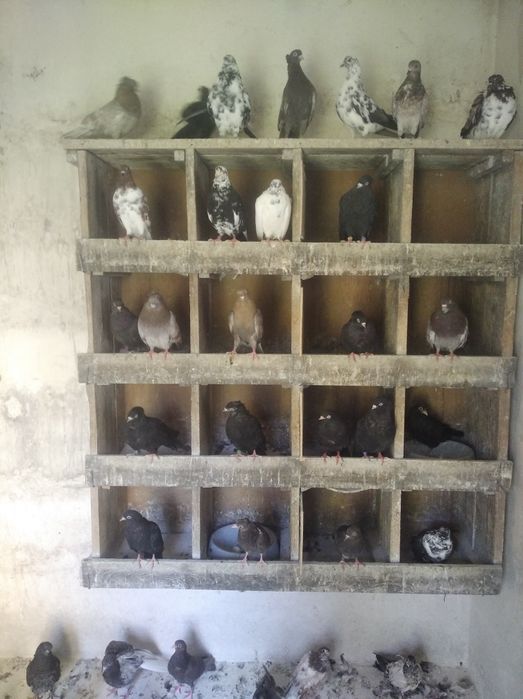 Gołębie szaryki orliki 15 zł