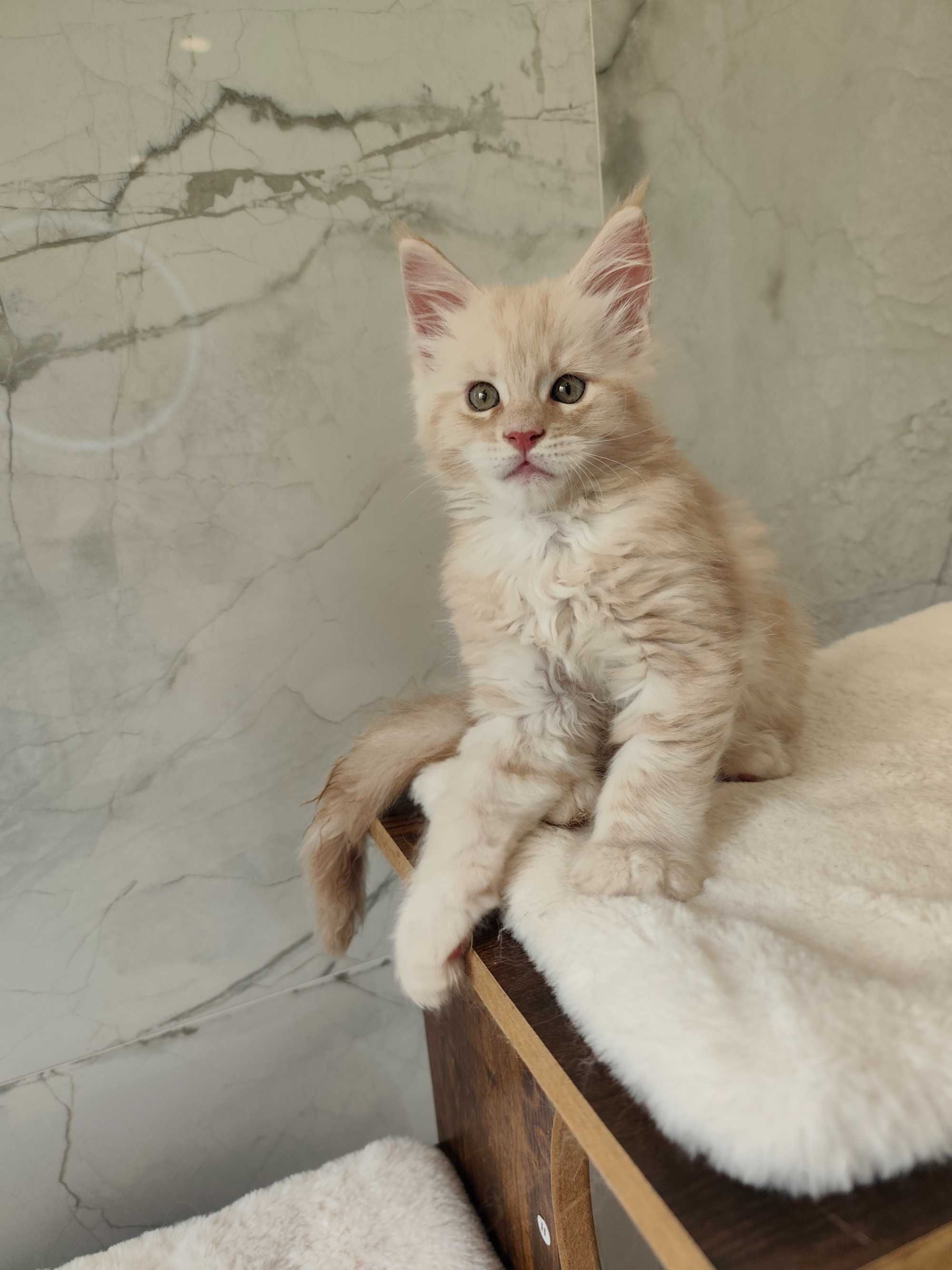 Lindíssimo maine coon