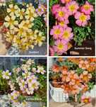 Луковки Кислица оксалис oxalis obtusa
