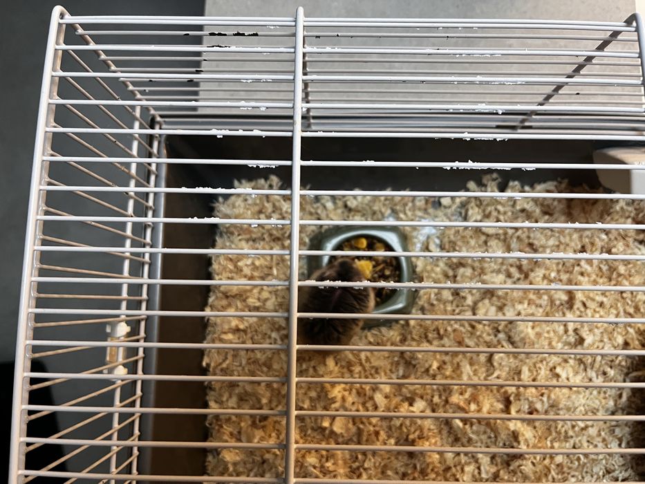 Chomik z klatka Opole