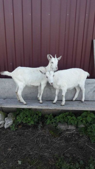 Продаються кози,козлики та козенята