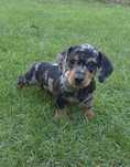 Jamnik krótkowłosy blue merle suczka