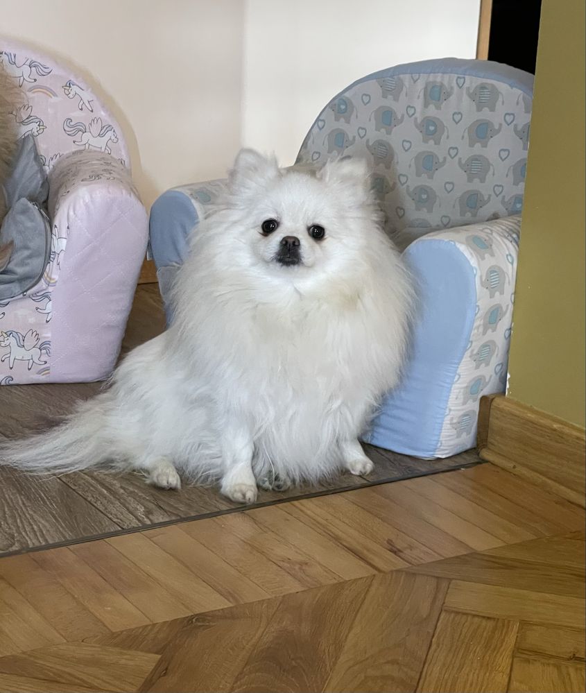 Szpic miniaturowy pomeranian