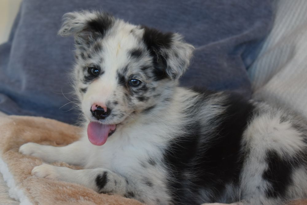 Border Collie Blue Merle fêmea