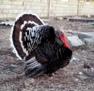Яйця індиків Інкубаційні широкогрудих з гарним імунітетом