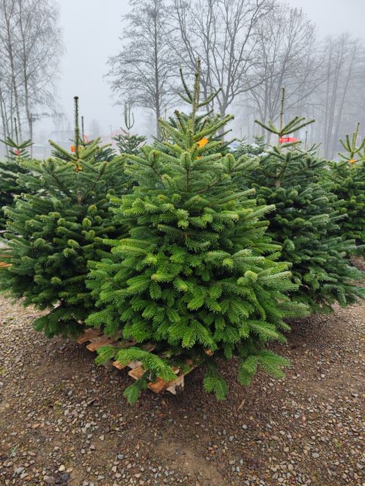 Choinka Cięta PRIMA PREMIUM Jodła kaukaska