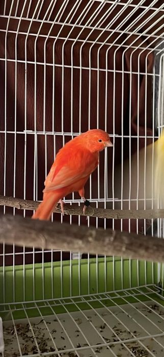 Canário belga vermelho