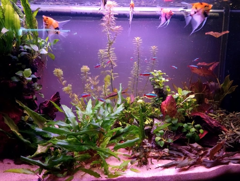 Akwarium 200l cały zestaw