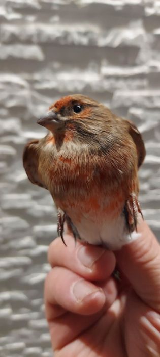 Kanarki. Bastard .Basztaed