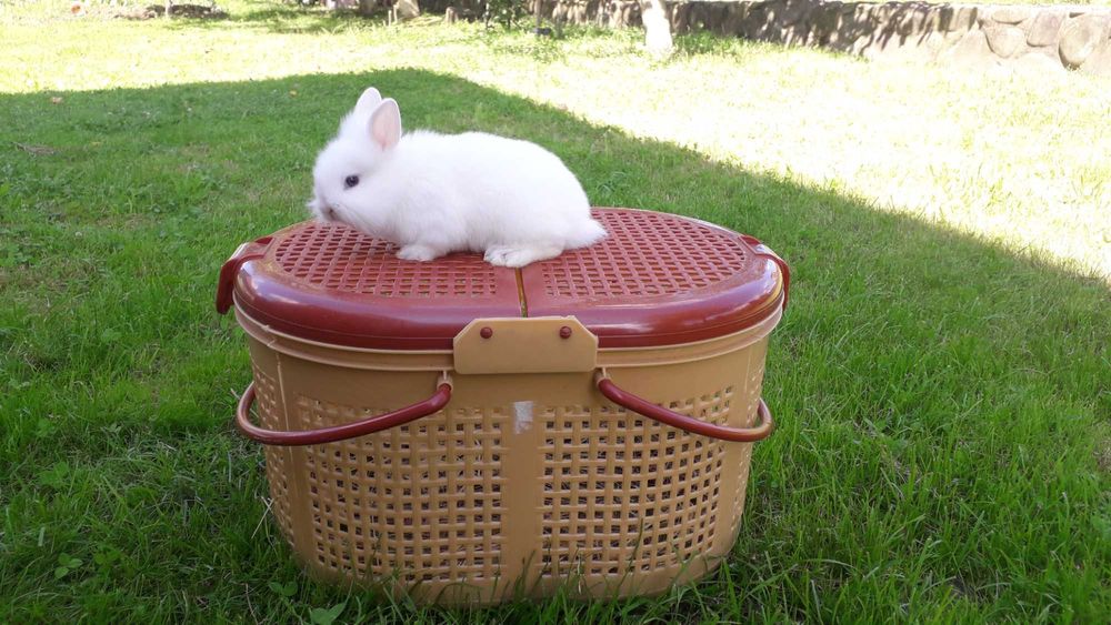 Декоративні кролики,  карликові кролики