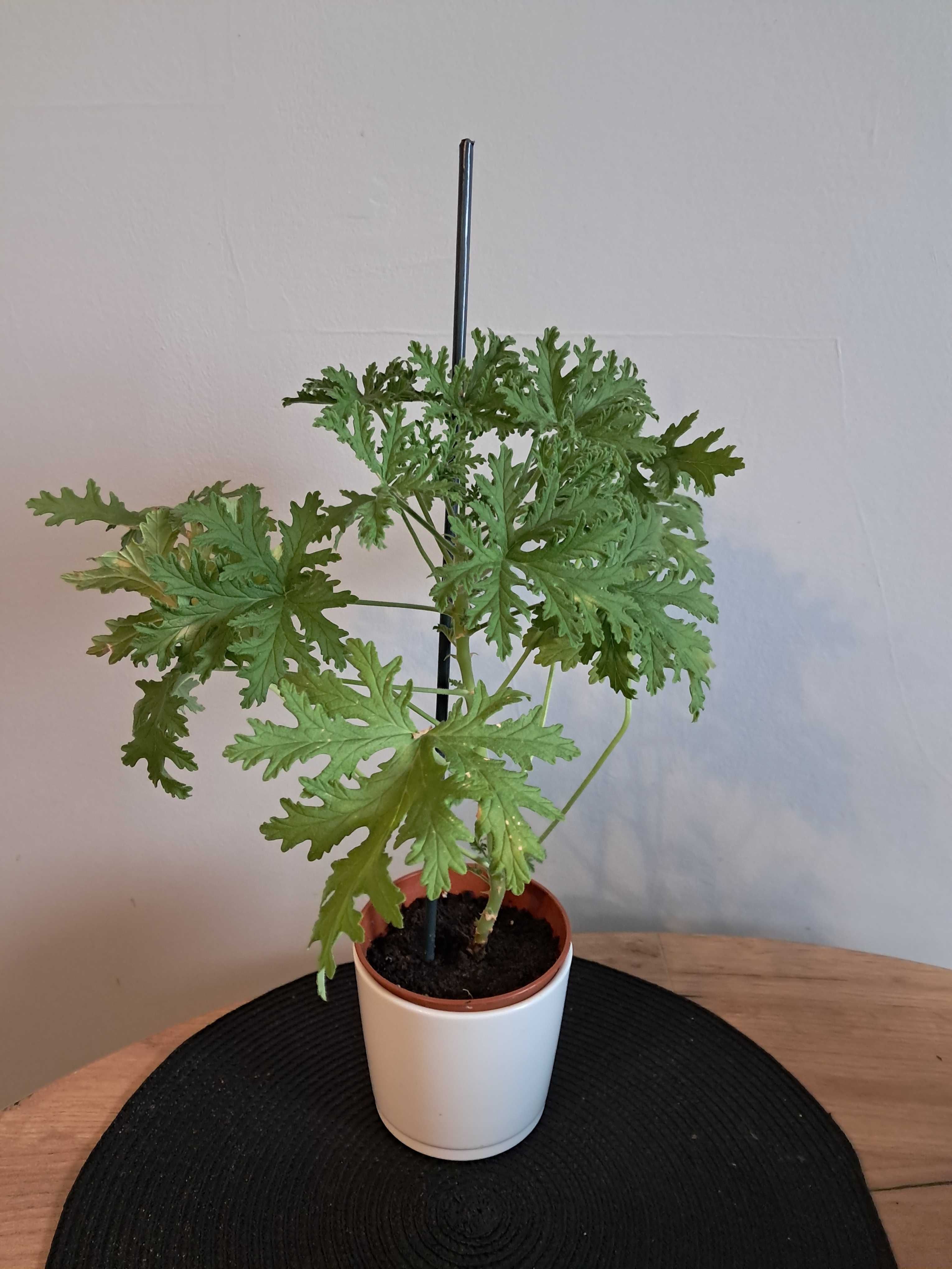 Geranium anginka