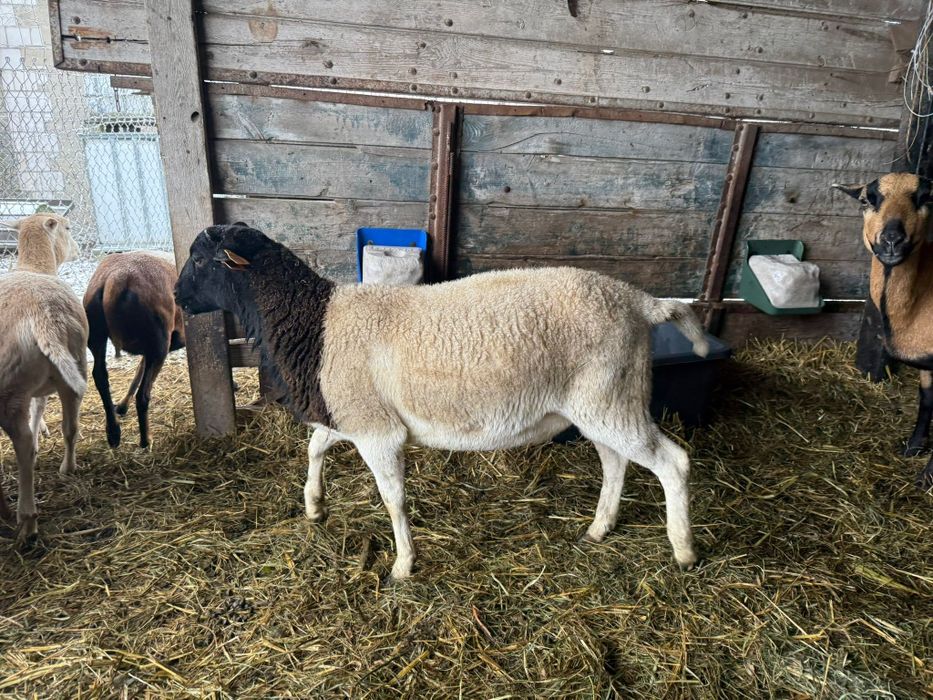 Owce kamerunskie zakocona dorper