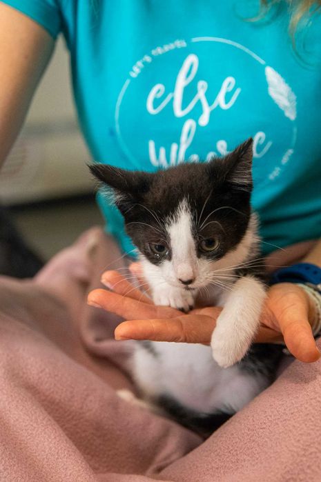 Grześ – koci przyjaciel do adopcji