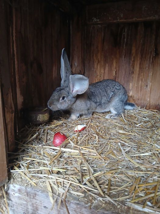 Sprzedam Belg olbrzym