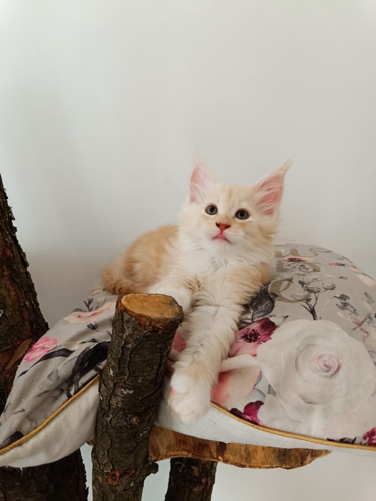 Maine Coon Imbir rude sreberko