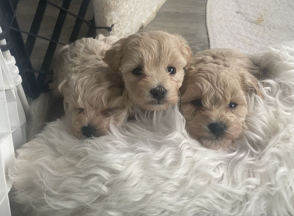 Maltipoo F1 suczka, rodowód, rodzice badania gen. mini.typ koreański.