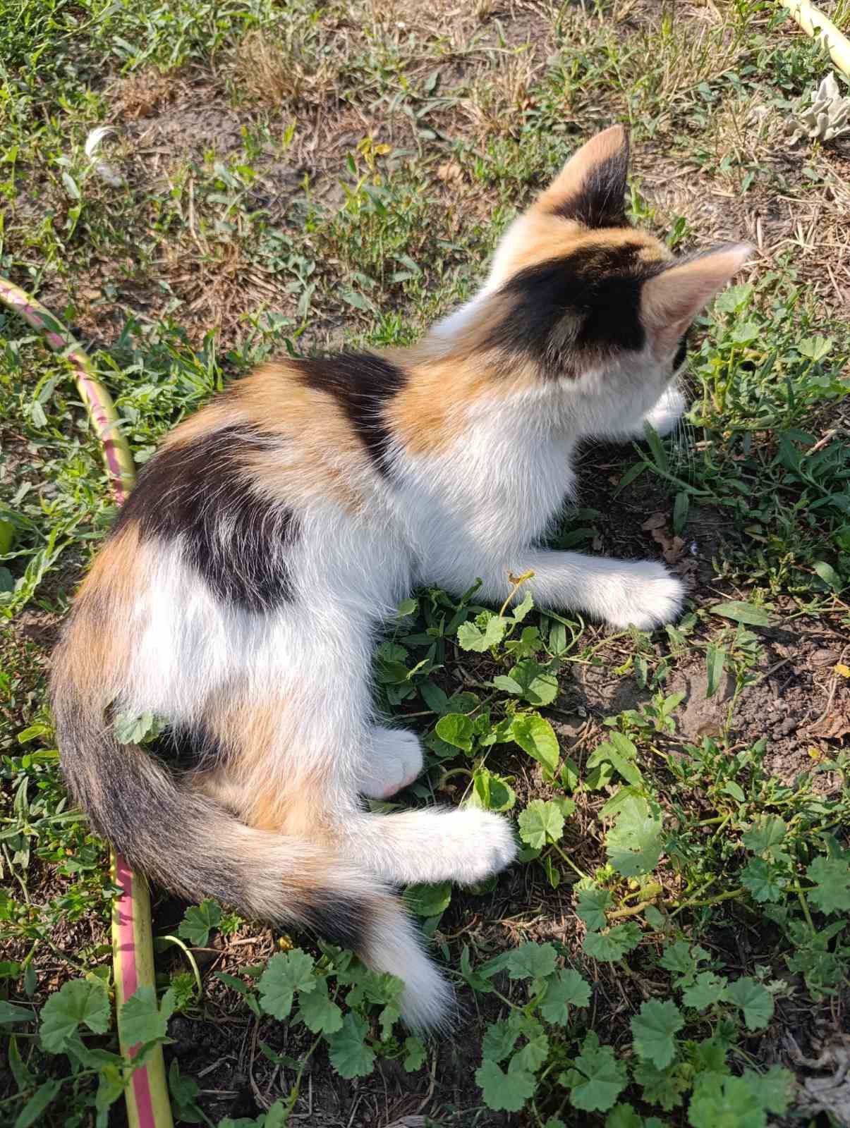 Кошенята для душі