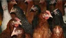 Kury Nioski młode ! Rosa Dominant Messa Leghorn ISA ! ZAPRASZAM Dowóz!