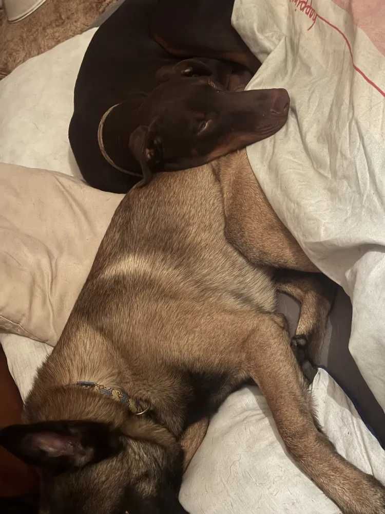 Pies w typie dobermana roczny