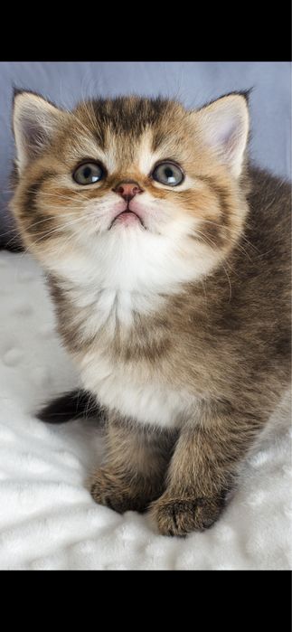 Шотландські дівчинкі близнючки Діора і Лора, кошеня, киця, з щепленням